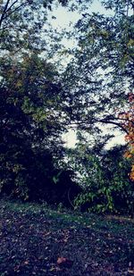 Trees growing in forest against sky