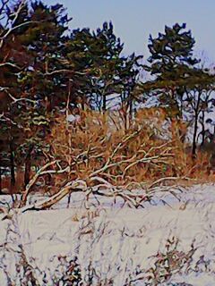 CLOSE-UP OF SNOW ON PLANTS