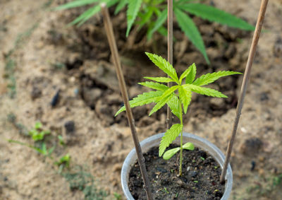 Cannabis plant in a plastic cup