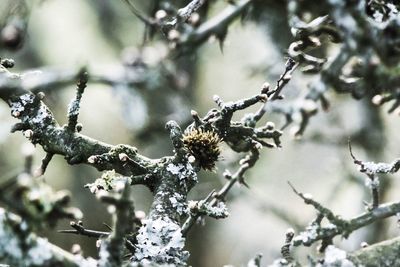 Close-up of lizard on tree