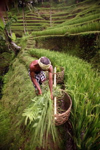 Farmer keeping crop in basket on terraced field