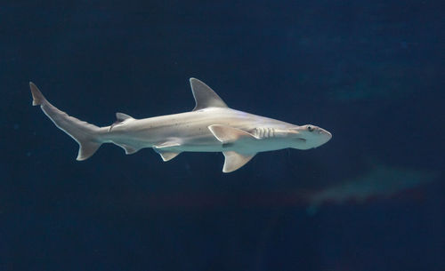 Low angle view of shark swimming in sea