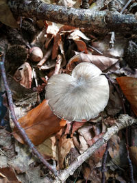 Close-up of mushrooms growing on field