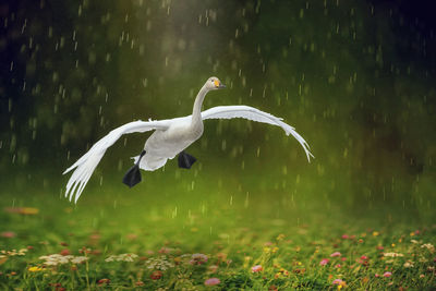 Bird flying over a land