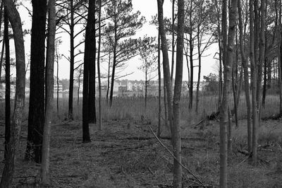 View of trees in forest