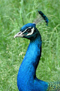 Close-up of peacock