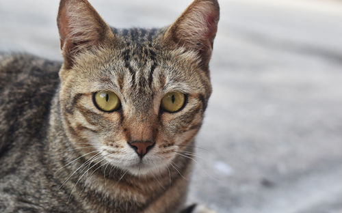 Portrait of tabby cat