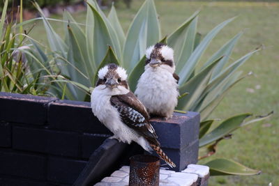 Close-up of bird perching on roof