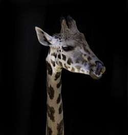 Close-up of giraffe