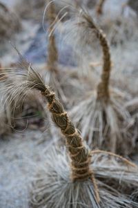 Close-up of crops on field