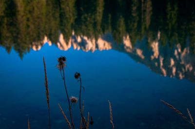 Close-up of plants against calm lake