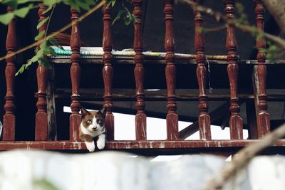 Portrait of cat