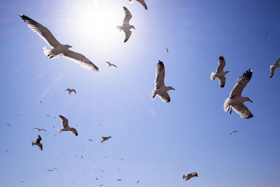 Low angle view of seagulls flying against blue sky on sunny day