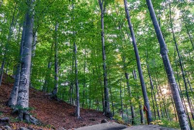 Trees growing in forest