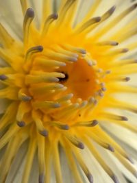 Close-up of yellow flower blooming outdoors