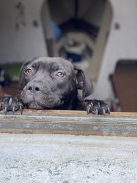 Close-up portrait of a dog