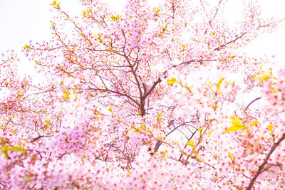 Low angle view of cherry blossoms against sky