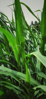 Close-up of crops growing on field