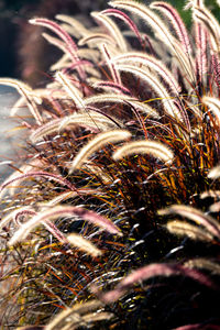 Close-up of stalks in field