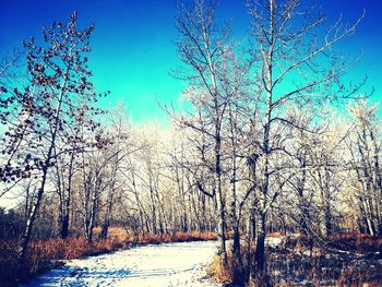 Bare trees on snow covered land against blue sky