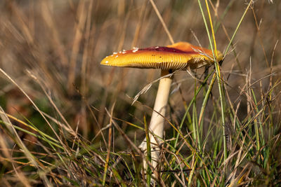 Close-up of mushroom growing on field