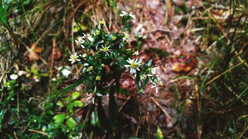 Close-up of flowers