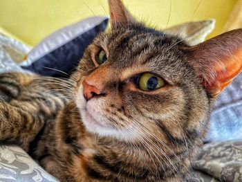 Close-up of a cat looking away