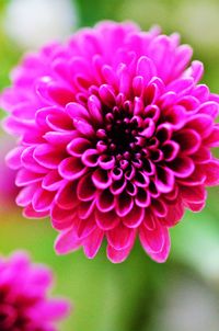 Close-up of pink flower blooming outdoors