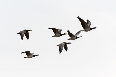 Low angle view of birds flying