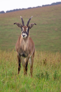 Roan, hippotragus equinus, standing in nyika national park, malawi.