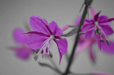 Close-up of pink flower