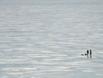 High angle view of ducks swimming in lake