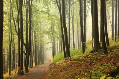 Trees in forest