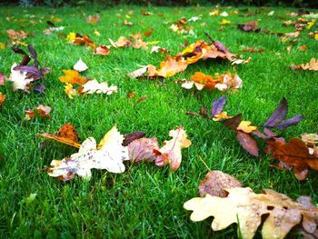 Autumn leaves fallen on field