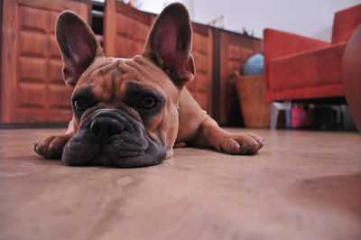 Close-up of a dog lying on floor at home