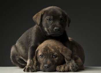 Close-up portrait of puppy against black background