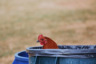 Close-up of rooster