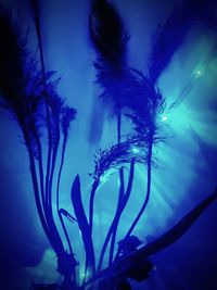 Close-up of jellyfish swimming in sea