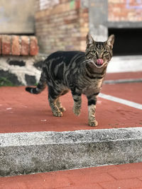 Portrait of tabby cat on wall