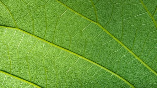 Full frame shot of green leaf