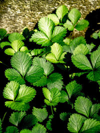 leaf