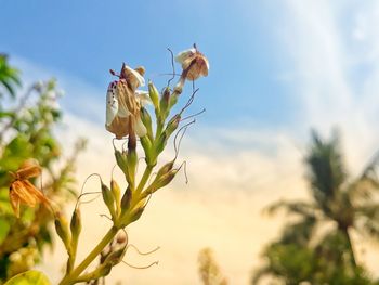 Close-up of insect on flower against sky