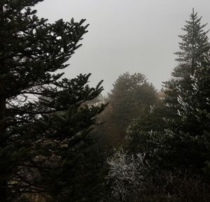 Low angle view of trees in forest against clear sky