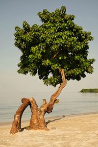 Tree by sea against sky