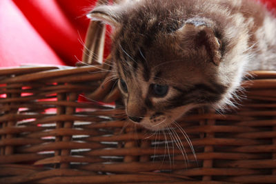 Close-up of kitten in basket