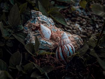 High angle view of seashells on plants