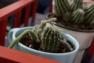 Close-up of succulent plant on table