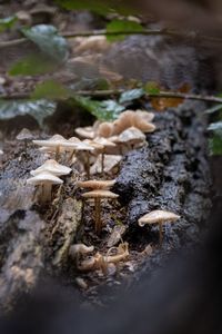 High angle view of mushroom on field