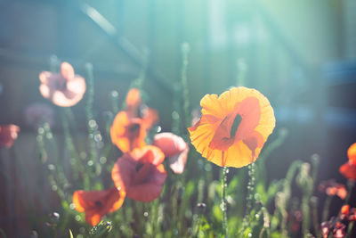 Close-up of yellow flowering plant