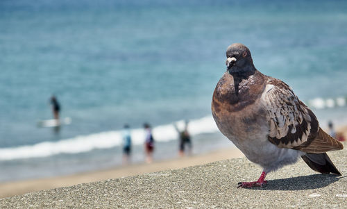 Close-up of pigeon perching on beach against sky